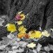 Maple tree